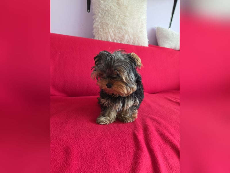 Mini Yorkshire Terrier Welpen verkaufen