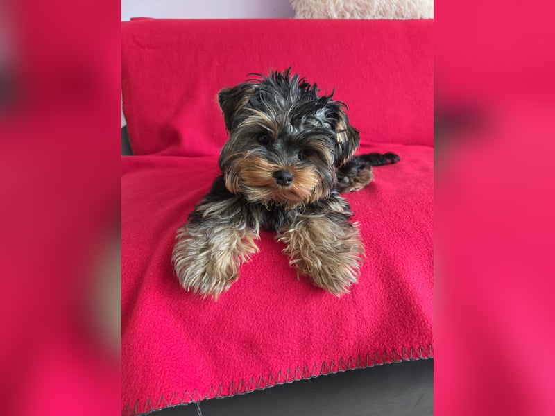 Mini Yorkshire Terrier Welpen verkaufen