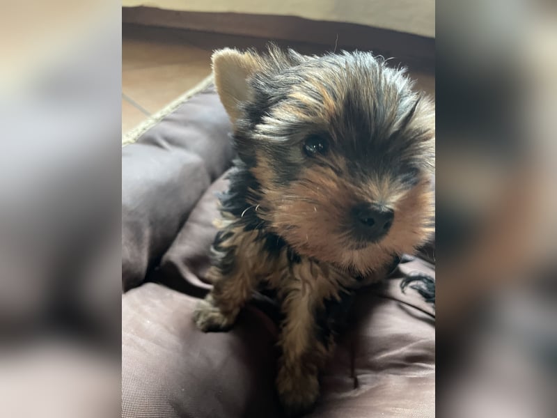 Yorkshire Terrier Welpe, Rüde, sucht neues Zuhause