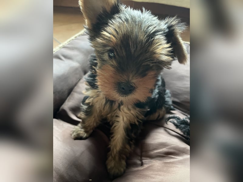 Yorkshire Terrier Welpe, Rüde, sucht neues Zuhause