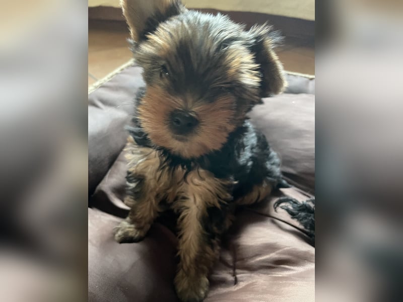 Yorkshire Terrier Welpe, Rüde, sucht neues Zuhause