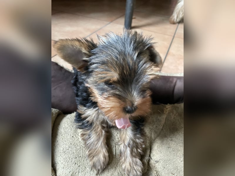 Yorkshire Terrier Welpe, Rüde, sucht neues Zuhause