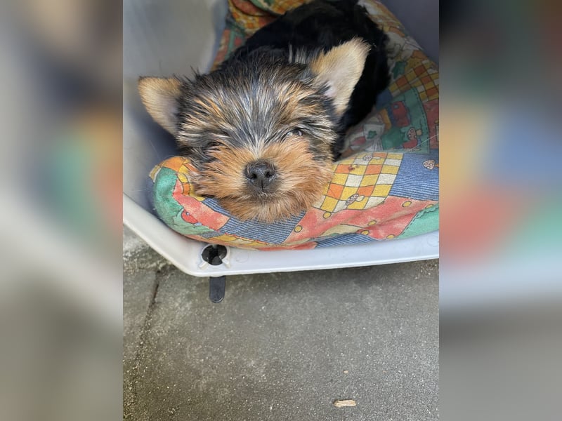 Yorkshire Terrier Welpe, Rüde, sucht neues Zuhause
