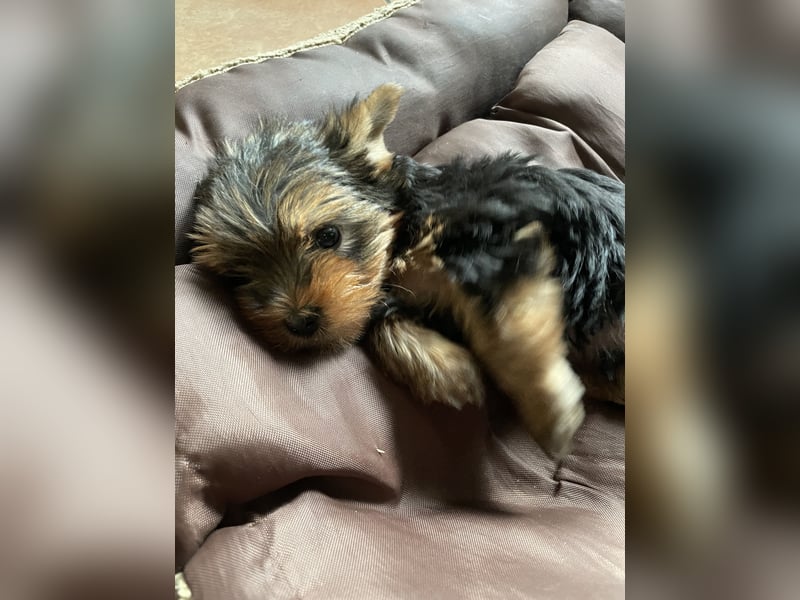Yorkshire Terrier Welpe, Rüde, sucht neues Zuhause