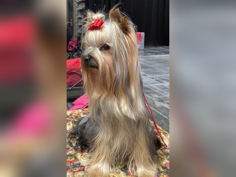 Yorkshire Terrier Deckrüde