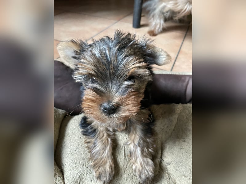 Yorkshire Terrier Welpe, Rüde, sucht neues Zuhause