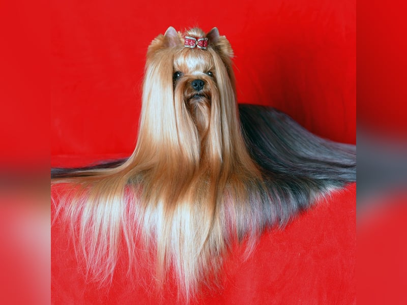 Yorkshire terrier  Welpen - echter FCI-Stammbaum