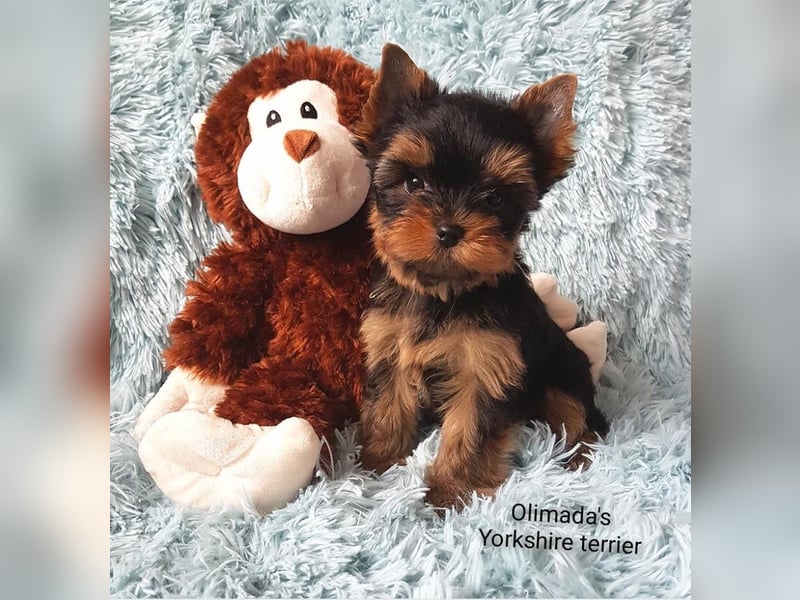 Yorkshire terrier  Welpen - echter FCI-Stammbaum
