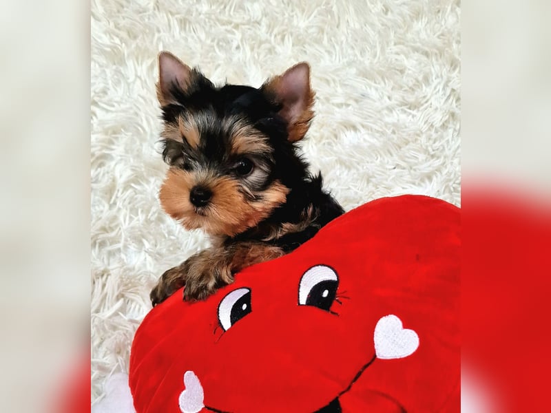 Yorkshire terrier  Welpen - echter FCI-Stammbaum