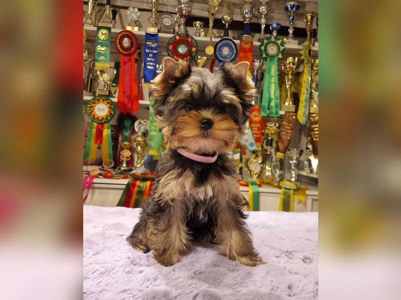 Yorkshire terrier  Welpen - echter FCI-Stammbaum