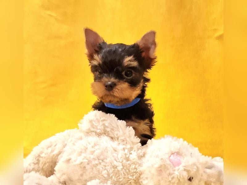 Yorkshire terrier  Welpen - echter FCI-Stammbaum