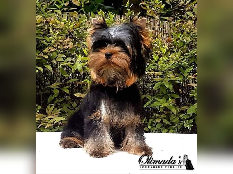 Yorkshire terrier  Welpen - echter FCI-Stammbaum