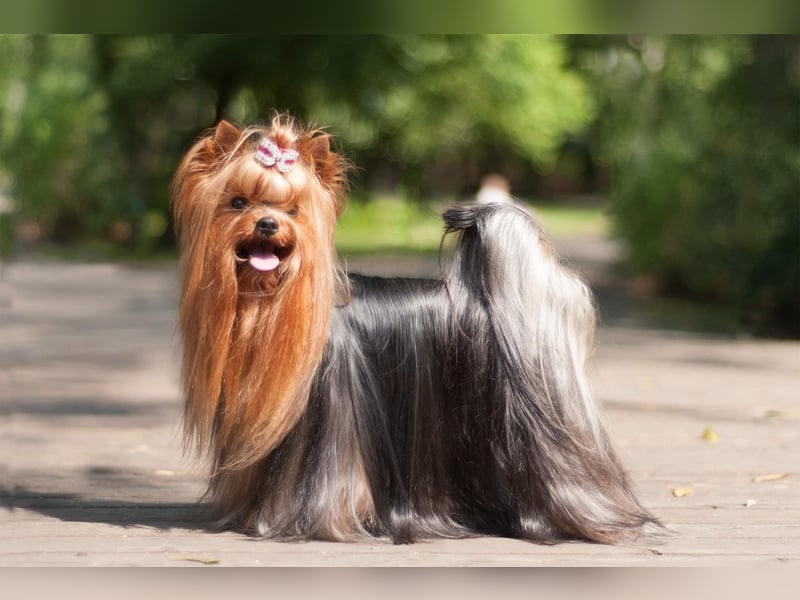 Yorkshire terrier  Welpen - echter FCI-Stammbaum