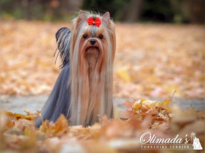 Yorkshire terrier  Welpen - echter FCI-Stammbaum