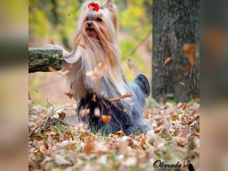 Yorkshire terrier  Welpen - echter FCI-Stammbaum
