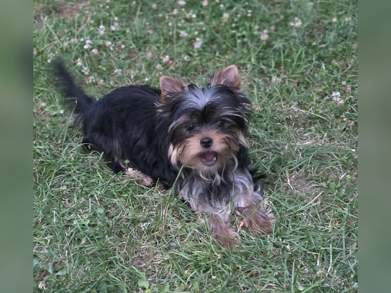 Yorkshire Terrier Rüde mit stammbaum