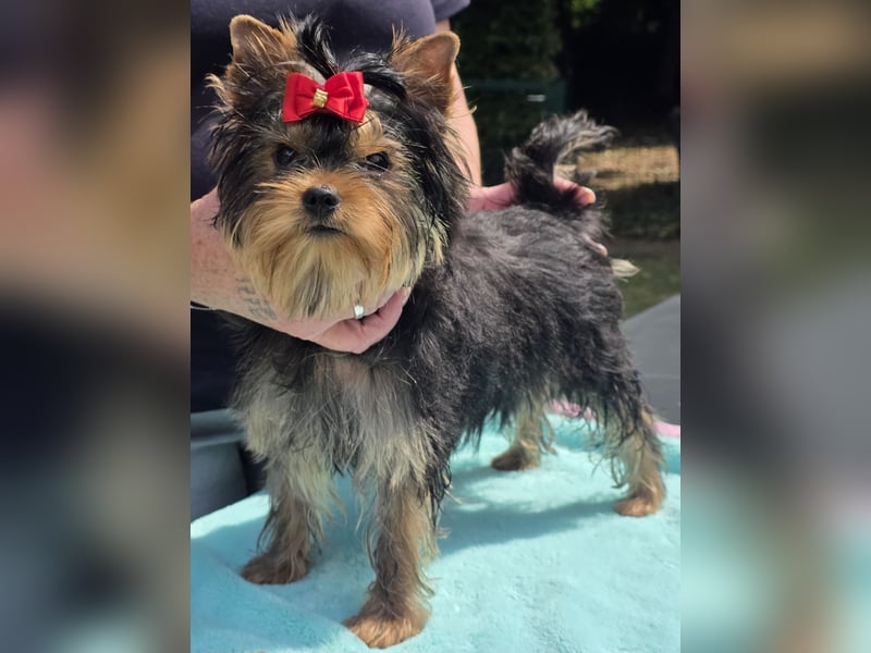 Yorkshire Terrier Rüde mit stammbaum