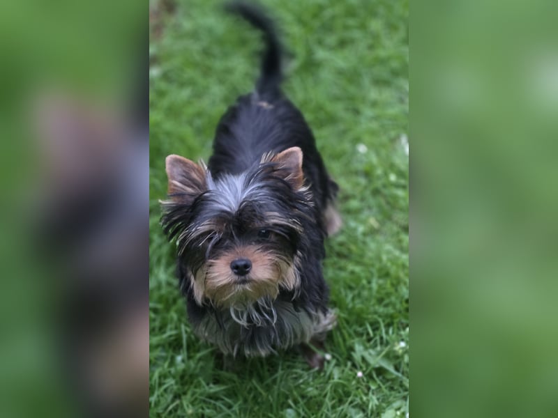 Yorkshire Terrier Rüde mit stammbaum