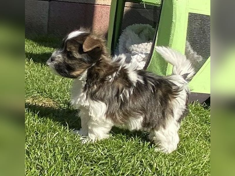 "OREO" Yorkhire-Terrier-Rüde in white ocean pearl