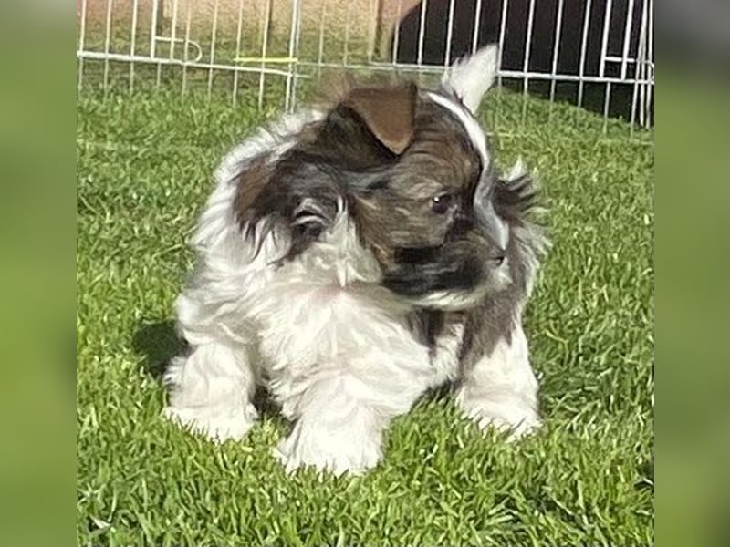 "OREO" Yorkhire-Terrier-Rüde in white ocean pearl