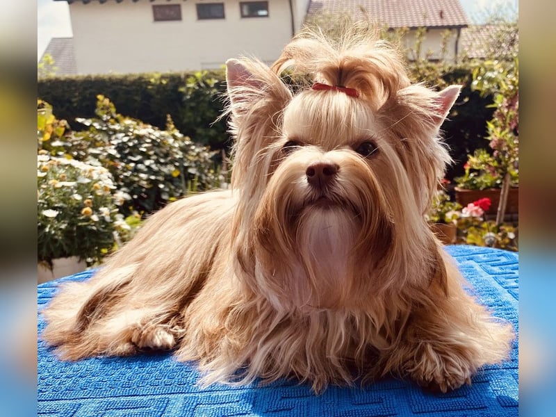 "OREO" Yorkhire-Terrier-Rüde in white ocean pearl