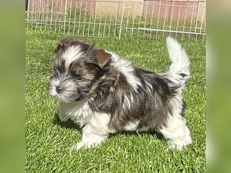 "OREO" Yorkhire-Terrier-Rüde in white ocean pearl