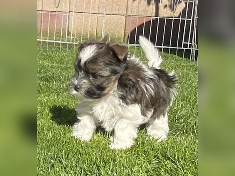 "OREO" Yorkhire-Terrier-Rüde in white ocean pearl