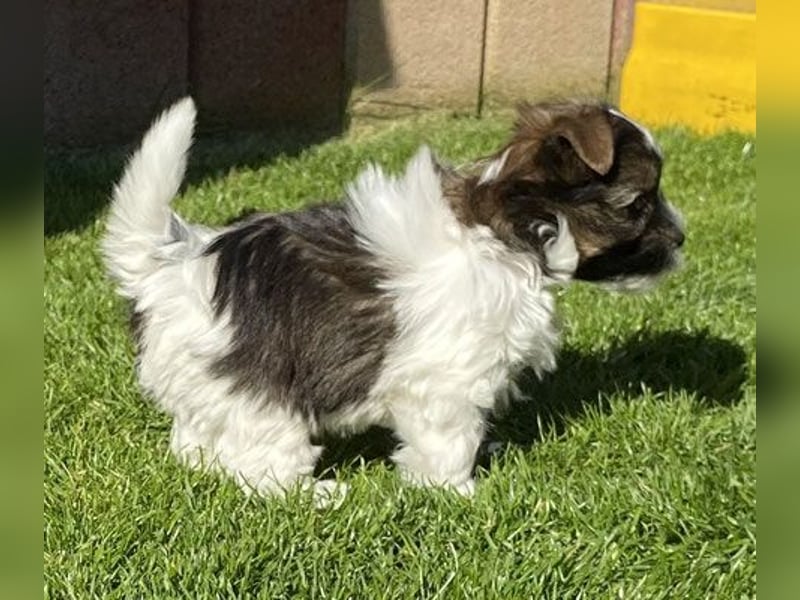 "OREO" Yorkhire-Terrier-Rüde in white ocean pearl