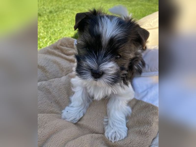 "OREO" Yorkhire-Terrier-Rüde in white ocean pearl