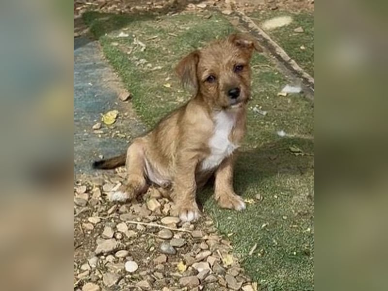 Bartolillo, kleiner Bube sucht sein Glück