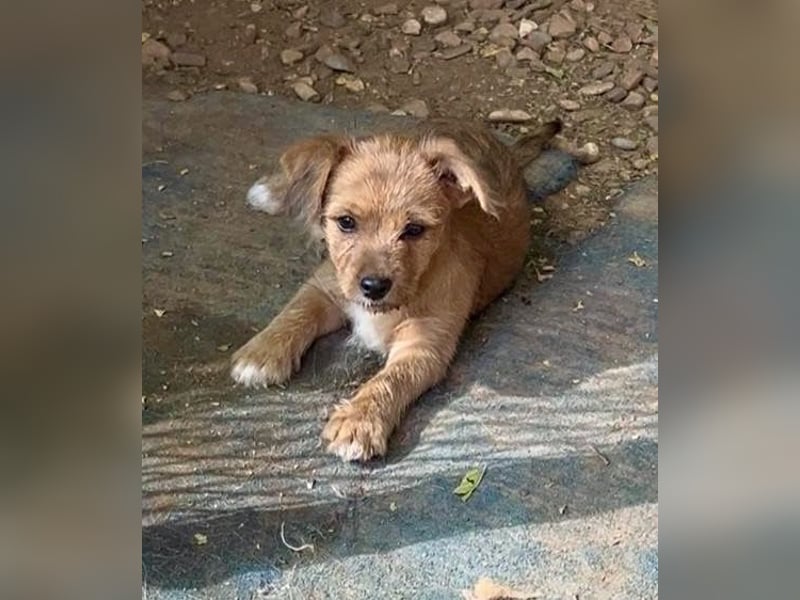 Bartolillo, kleiner Bube sucht sein Glück