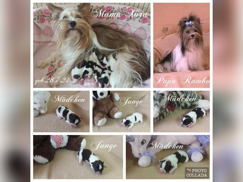 Biewer Yorkshire und Yorkshire Terrier Welpen suchen ein neues Zuhause.