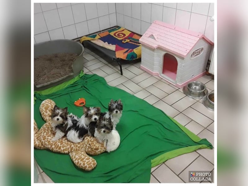 Biewer Yorkshire und Yorkshire Terrier Welpen suchen ein neues Zuhause.