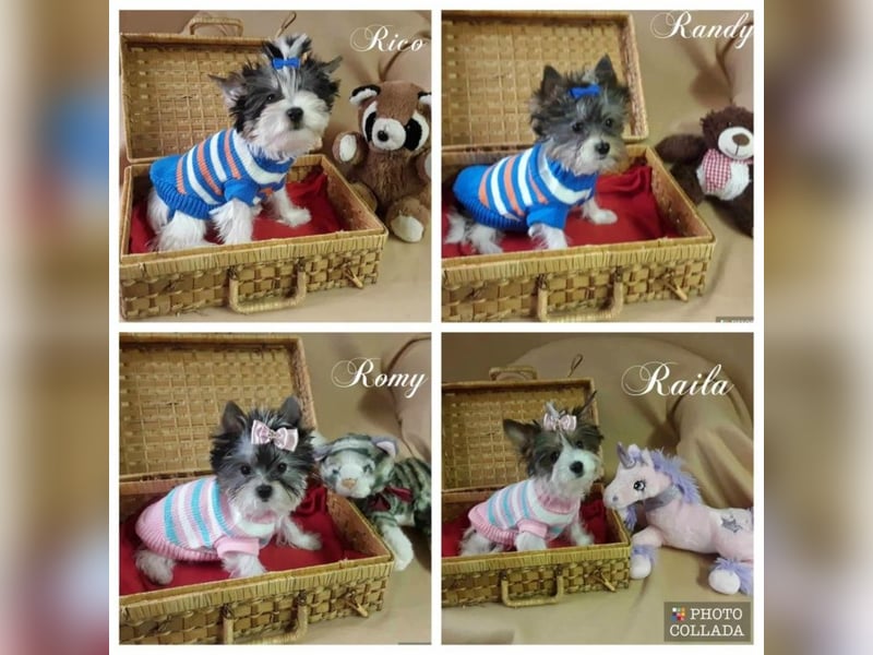 Biewer Yorkshire und Yorkshire Terrier Welpen suchen ein neues Zuhause.