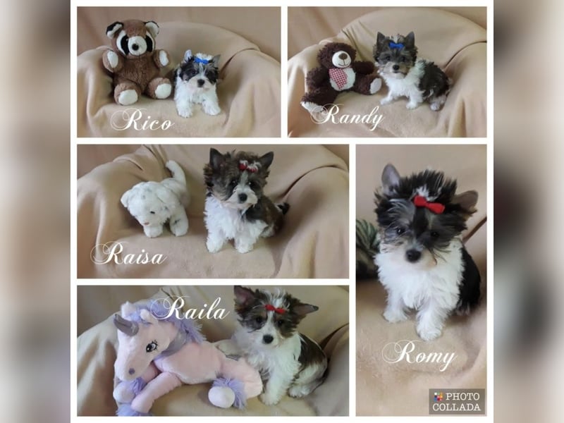 Biewer Yorkshire und Yorkshire Terrier Welpen suchen ein neues Zuhause.