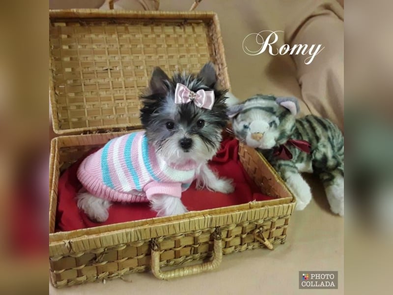 Biewer Yorkshire und Yorkshire Terrier Welpen suchen ein neues Zuhause.