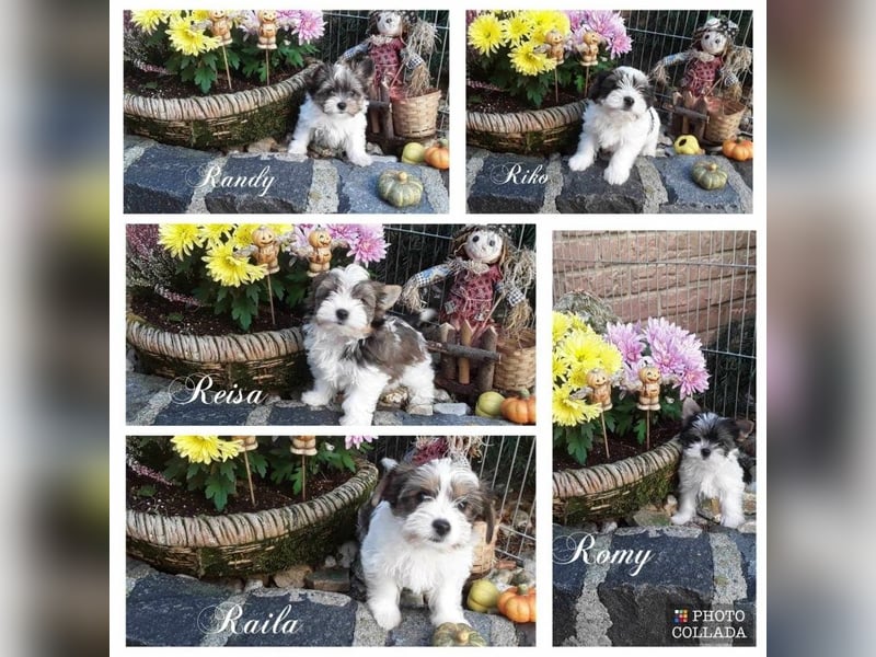 Biewer Yorkshire und Yorkshire Terrier Welpen suchen ein neues Zuhause.