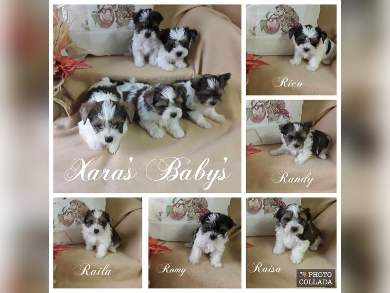 Biewer Yorkshire und Yorkshire Terrier Welpen suchen ein neues Zuhause.