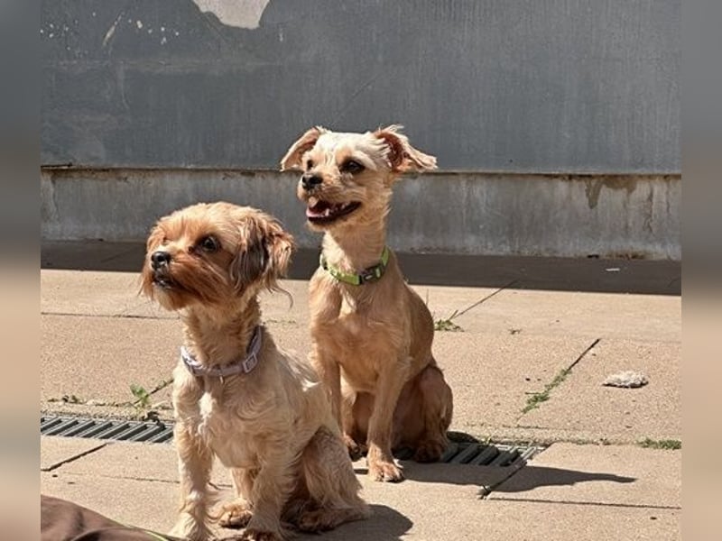Milo, Yorkshire Mix, geb. 7/ 2024, schüchtern, will die Welt kennenlernen