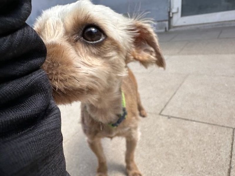 Milo, Yorkshire Mix, geb. 7/ 2024, schüchtern, will die Welt kennenlernen