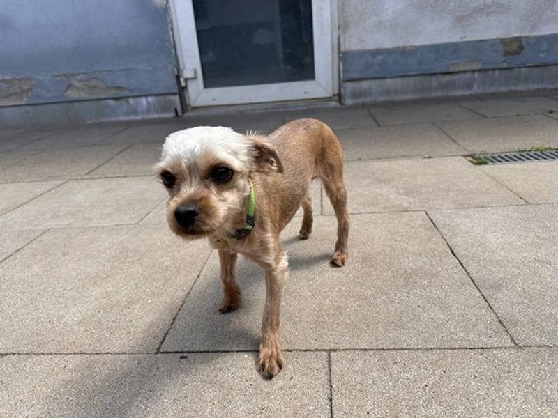 Milo, Yorkshire Mix, geb. 7/ 2024, schüchtern, will die Welt kennenlernen