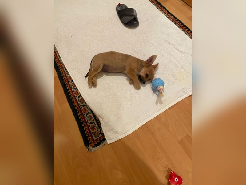 Chihuahua Yorkshire mix welpen