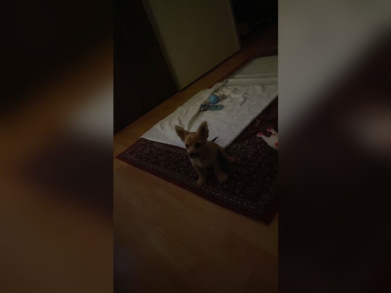 Chihuahua Yorkshire mix welpen
