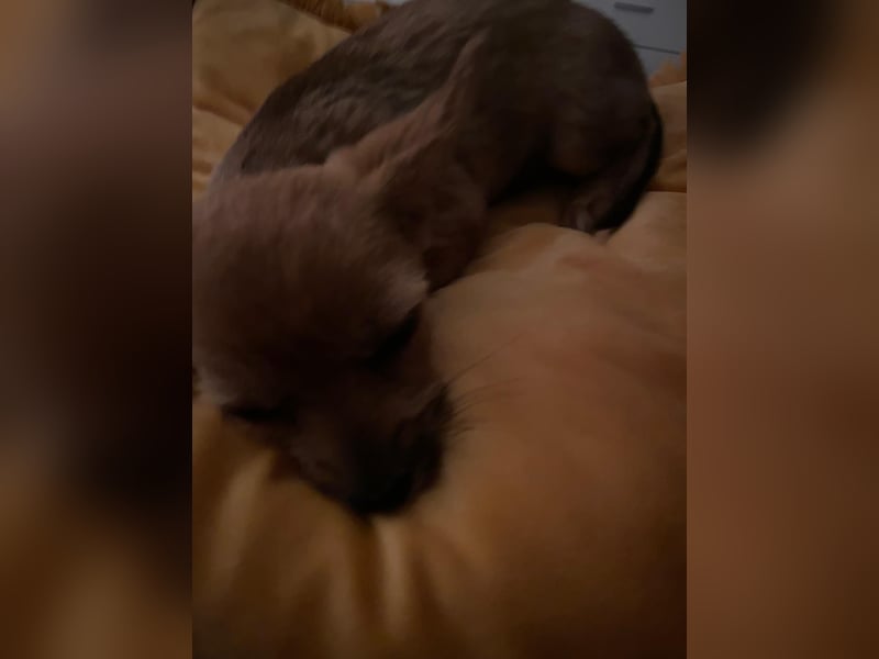 Chihuahua Yorkshire mix welpen