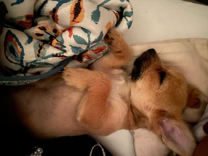 Chihuahua Yorkshire mix welpen