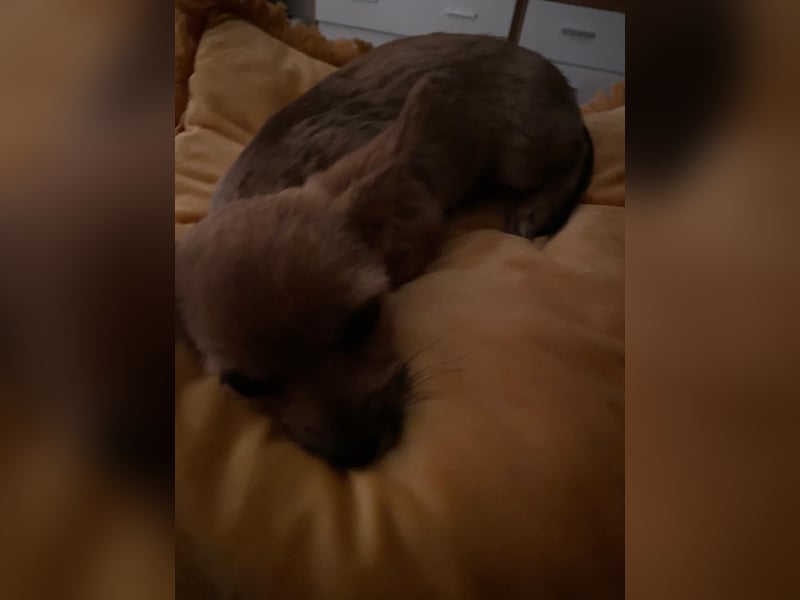 Chihuahua Yorkshire mix welpen