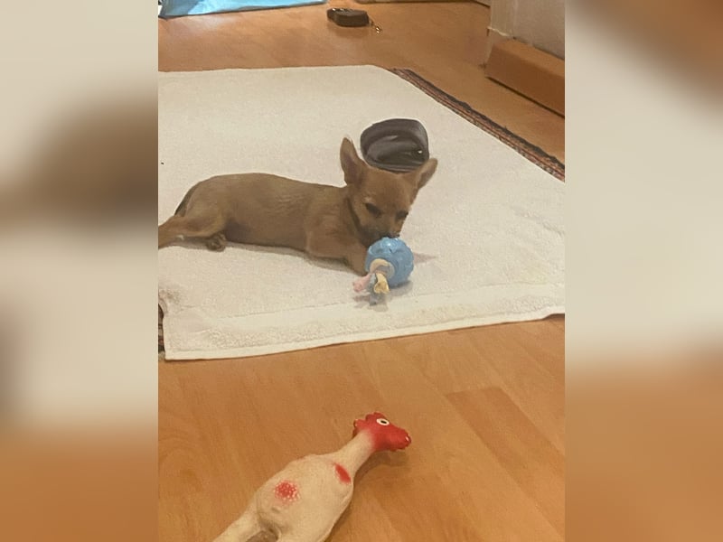Chihuahua Yorkshire mix welpen