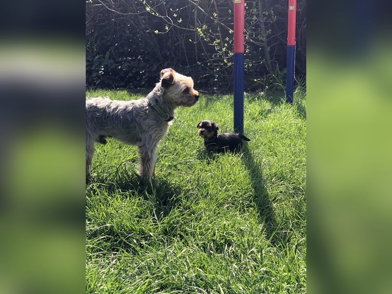 Yorkshire Terrier Rüde Welpe ab der 12. Woche von privat zu verkaufen