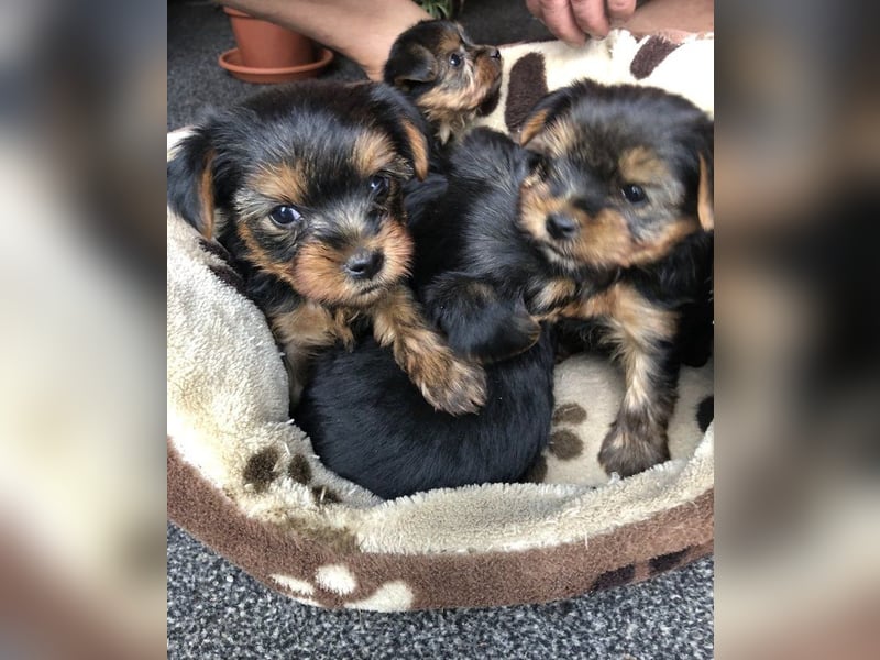 Yorkshire Terrier Welpe Rüde geb. 10.3.25
