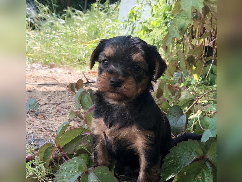Yorkshire Terrier Welpe Rüde geb. 10.3.25